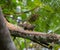 Squirrel crawling on a tree branch