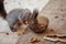 Squirrel crawls into glass plate close-up