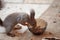 Squirrel crawls into glass plate close-up