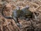 Squirrel cubs sleep in their nests