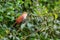 squirrel cuckoo in Cano Negro Wildlife Refuse in Costa Rica