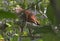 Squirrel Cuckoo Hiding in the Forest