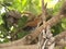 Squirrel cuckoo perched on branch