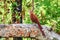 Squirrel Cuckoo Piaya cayana