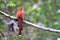 Squirrel Cuckoo Piaya cayana perched on its back on a branch with ad space.