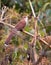 A Squirrel Cuckoo singing on a branch