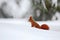 Squirrel, cute red animal in winter scene with snow blurred forest in the background, France