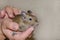 Squirrel Degu on female hands feels calm. Pets at home