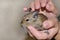 Squirrel Degu on female hands feels calm. Pets at home