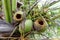 Squirrel destroyed Coconut fruit on tree ,Plant pest concept