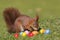 Squirrel with easter eggs