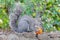 Squirrel eat fruit