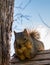 Squirrel Eating Atop Birdhouse resting on Its elbows.