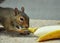 Squirrel Eating Banana