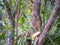 Squirrel eating banana in Santa Helena, Colombia