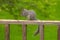 Squirrel eating birdseed on the deck rail