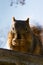 Squirrel Eating with Both Paws while resting on top of a birdhouse.