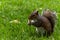 Squirrel eating bread