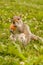 Squirrel eating bread in the park