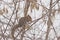 Squirrel eating the fruits of a bare maple tree in winter