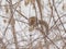 Squirrel eating the fruits of a bare maple tree in winter