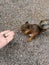 Squirrel is eating from hands. Squirrel eats pine nuts from the hands, closeup