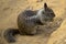 Squirrel eating a nut in la jolla ,san diego