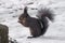 Squirrel eating nut in a park during winter. Selective focus