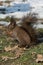 Squirrel eating nut in a park during winter. Selective focus