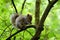 Squirrel Eating a Nut in a Tree