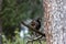 Squirrel eating a nut on a tree branch in Arosa Switzerland