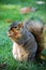 Squirrel eating nut - vertical left