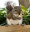 Squirrel eating nuts in Aventura park in Miami, Florida