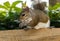 Squirrel eating nuts in Aventura park in Miami, Florida
