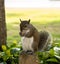 Squirrel eating nuts in Aventura park in Miami, Florida