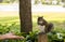 Squirrel eating nuts in Aventura park in Miami, Florida