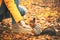 Squirrel eating nuts from woman hand and autumn leaves on background wild nature