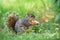 Squirrel eating peach fruit