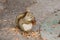 Squirrel Eating a Pine Cone