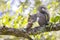 Squirrel Eating A Pine Cone