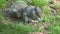 A squirrel eating seeds on the ground