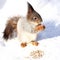 Squirrel eating seeds on snowy background