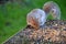 Squirrel eating seeds from a table