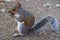 Squirrel eating at St James`s Park in London, United Kingdom