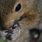 Squirrel Eating Sunflower Seeds in Nature