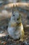 Squirrel eating walnut peanuts, front view, vertical photo