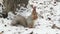 Squirrel eating in winter forest