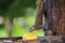 Squirrel eating yellow mango fruit on tree