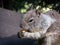 Squirrel eating in Yosemite Valley