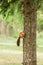 squirrel eats apricot fruit on the tree. cute and fluffy animal at wildlife